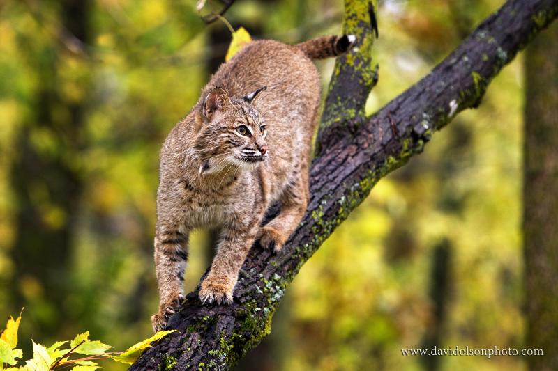 Illinois Bobcat Foundation Bobcat Conservation, Protection and